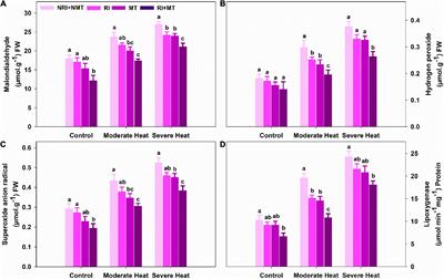 Rhizobium inoculation and exogenous melatonin synergistically increased thermotolerance by improving antioxidant defense, photosynthetic efficiency, and nitro-oxidative homeostasis in Medicago truncatula